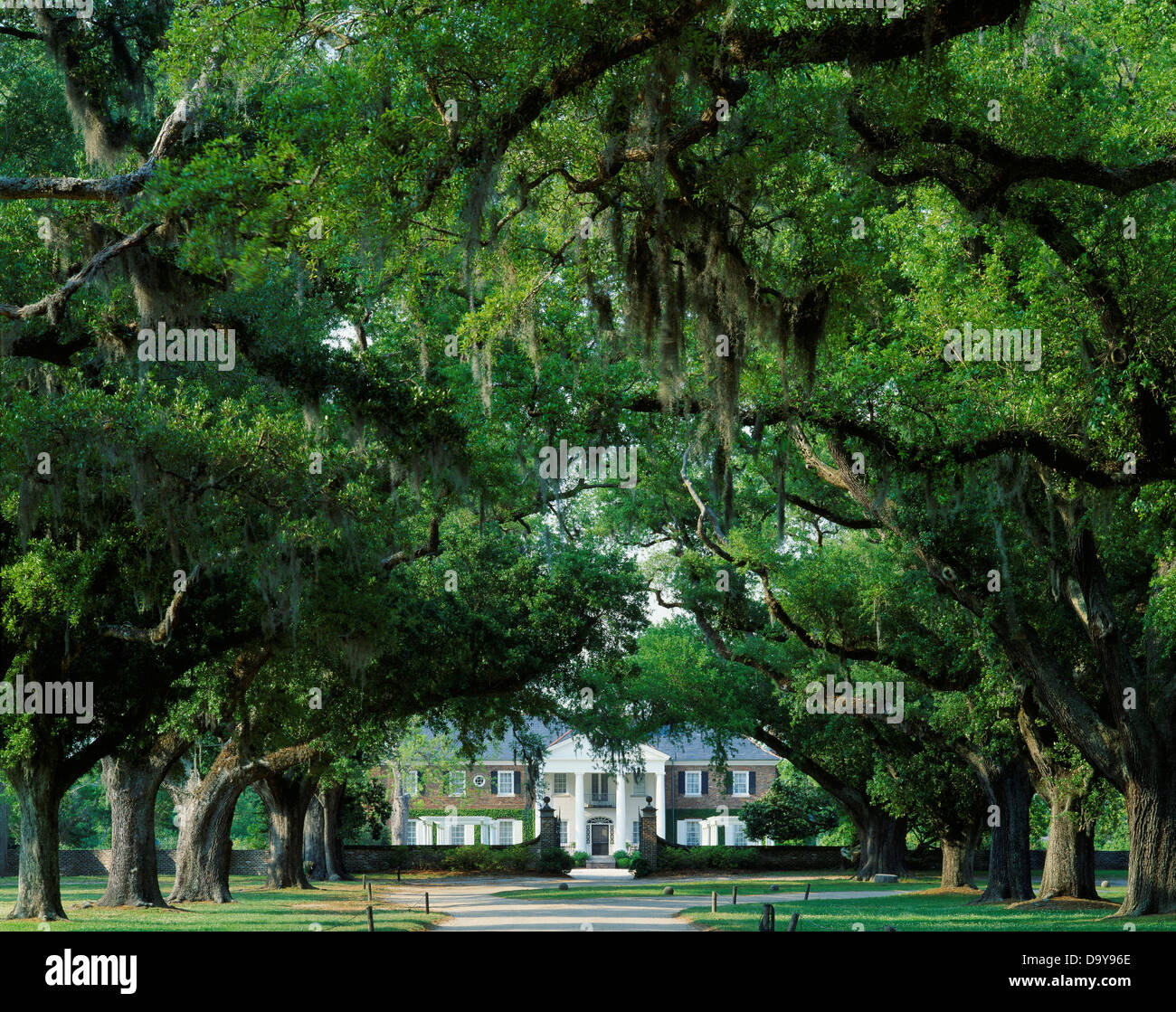USA South Carolina Mt Pleasant Eglise paroissiale de Christ Boone Hall Plantation Partie trois-quart de mile, recouvert de mousse avenue live Banque D'Images