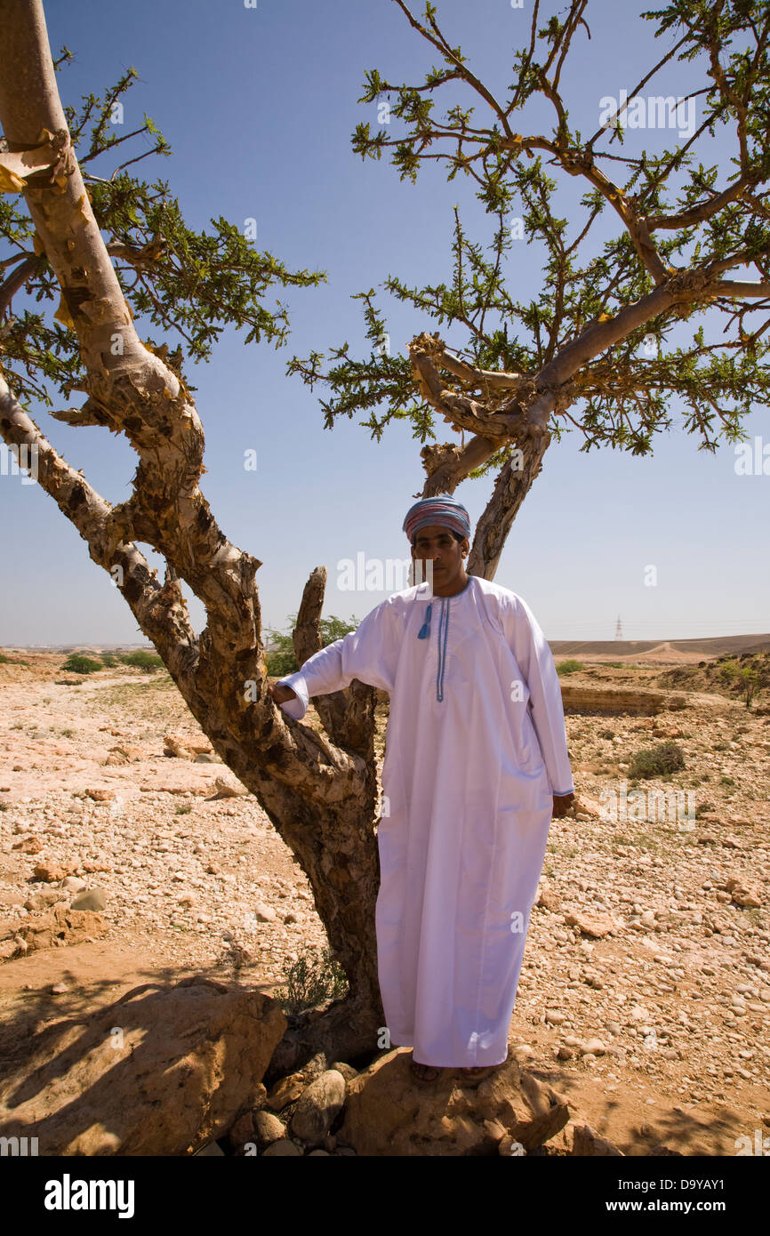 La province de Dhofar historiquement important arbre d'encens, près de Mascate, Oman. Banque D'Images