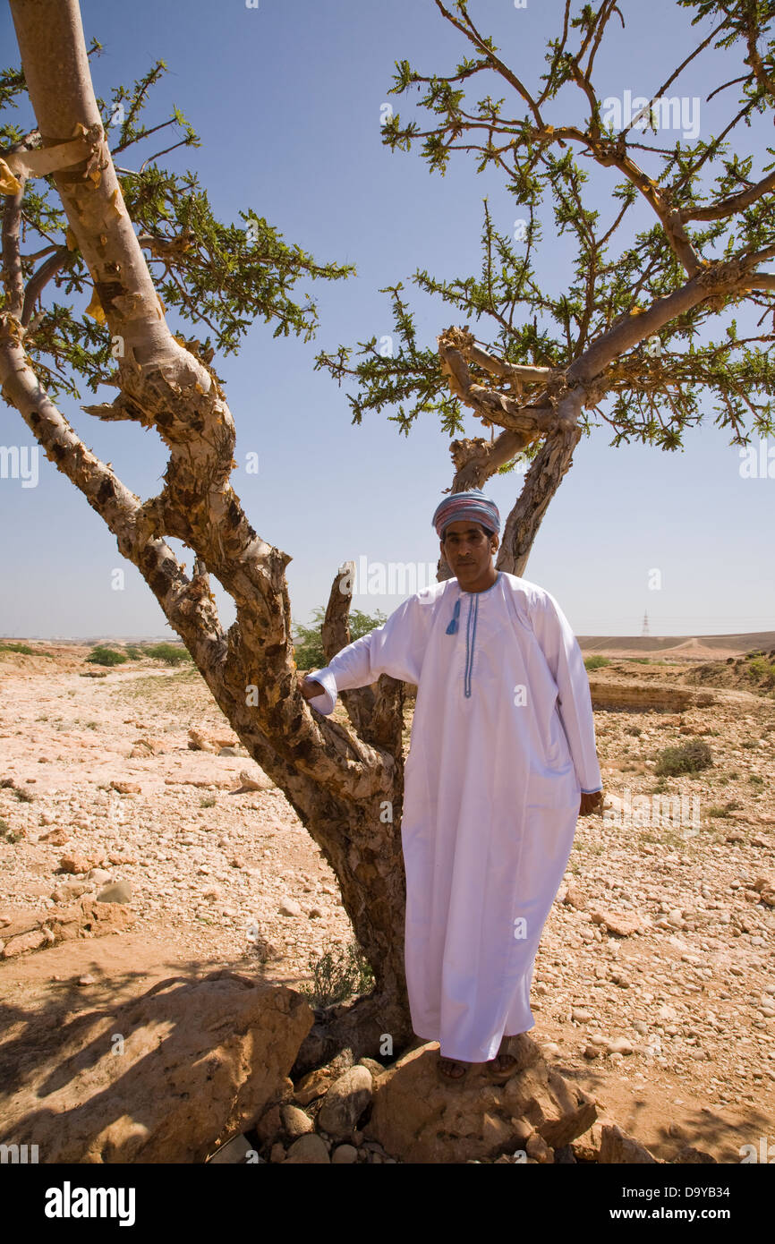 La province de Dhofar historiquement important arbre d'encens, près de Mascate, Oman. Banque D'Images