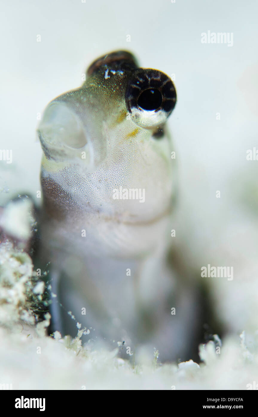 Close-up of (blennies Salarias fasciatus) poussant hors de burrow, South Male Atoll, Maldives Banque D'Images