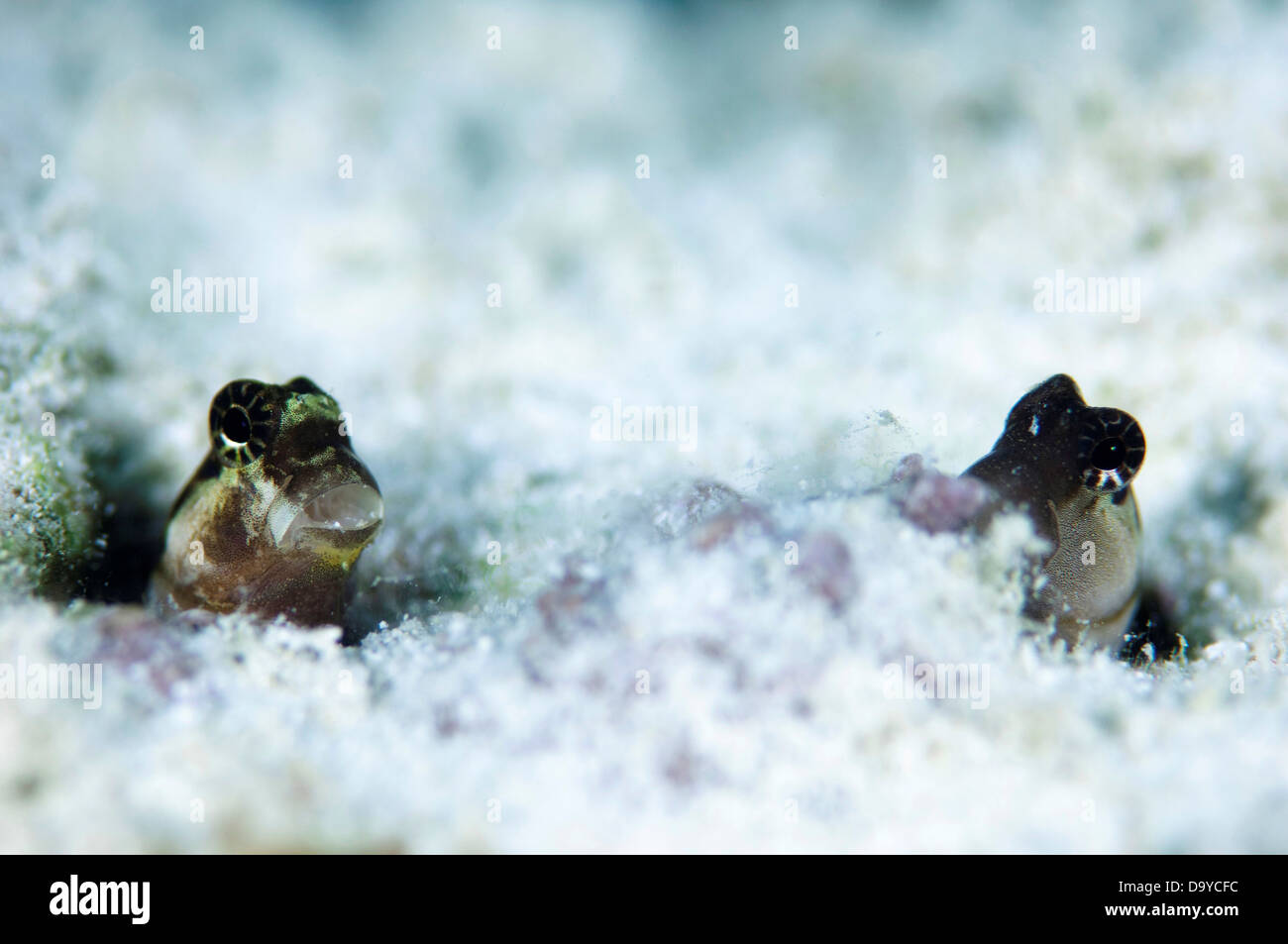 Close-up de deux Salarias fasciatus (Blennies) poussant hors de burrow, South Male Atoll, Maldives Banque D'Images