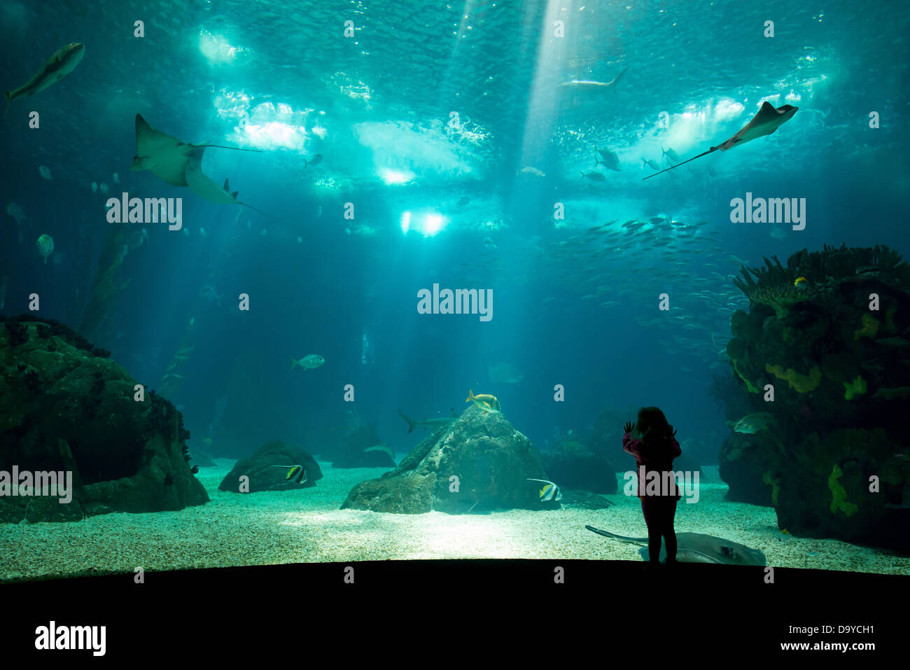 Enfant dans un parc de l'eau regardant à travers le verre du poisson Banque D'Images