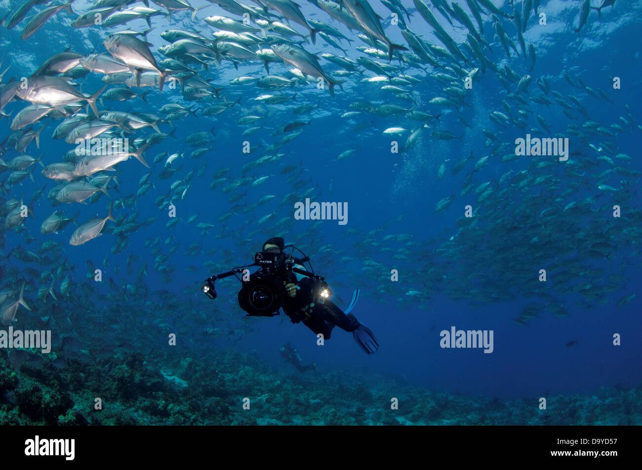 Scuba Diver le tournage grande école de thon obèse les carangues (Caranx sexfasciatus), Vaavu Atoll, Maldives Banque D'Images