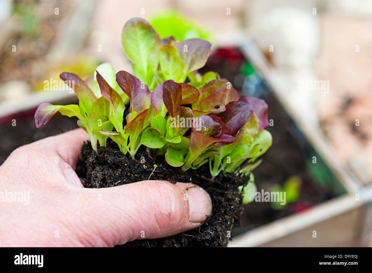 Les semis de laitue holding jardinier, 'Dazzle', Norfolk, Angleterre, juin. Banque D'Images