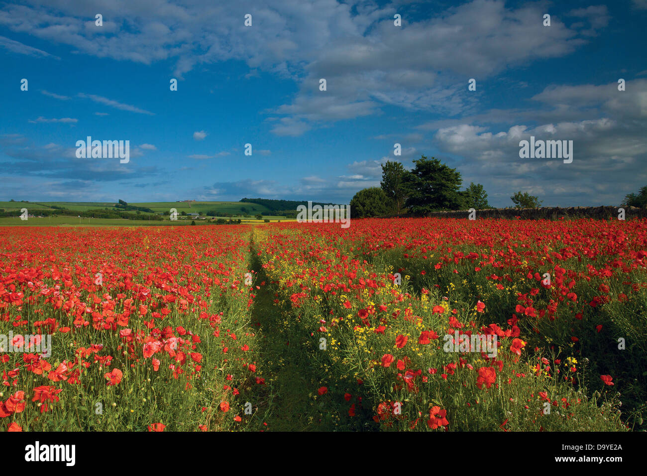 Champs de coquelicots à Inveresk près de Musselburgh, East Lothian Banque D'Images