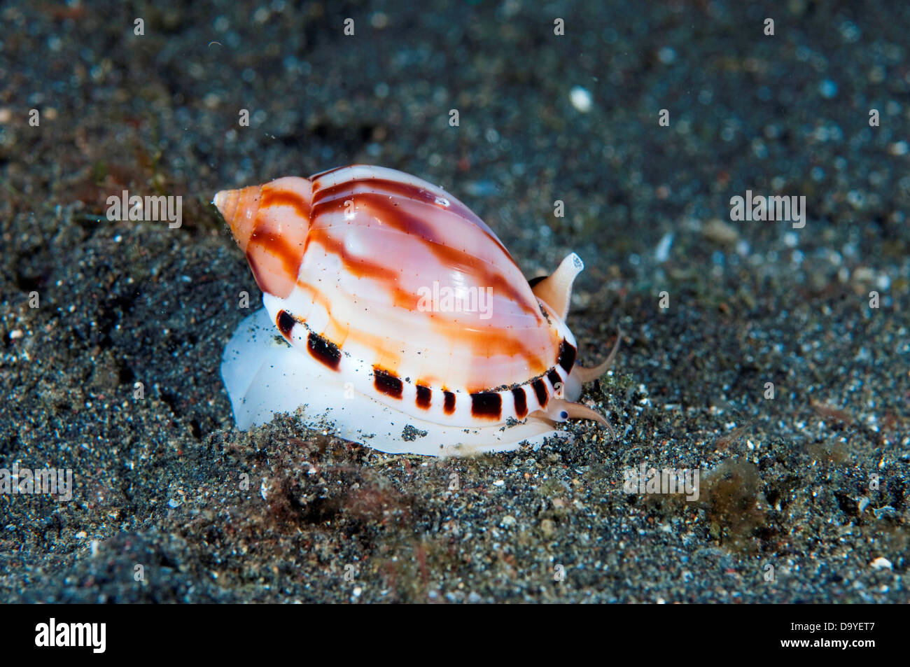Bonnet escargot, Casmaria Ponderosa, s'enfouissant dans le fond de sable  noir, le Détroit de Lembeh, Sulawesi, Indonésie Photo Stock - Alamy