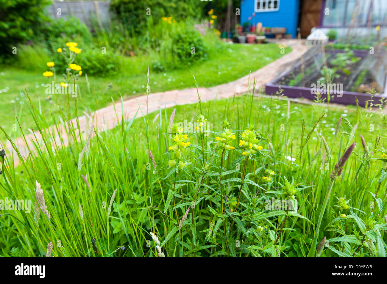 Petit jardin au début de l'été avec zone de fleurs sauvages à l'égard potager, Norfolk, Angleterre, juin Banque D'Images