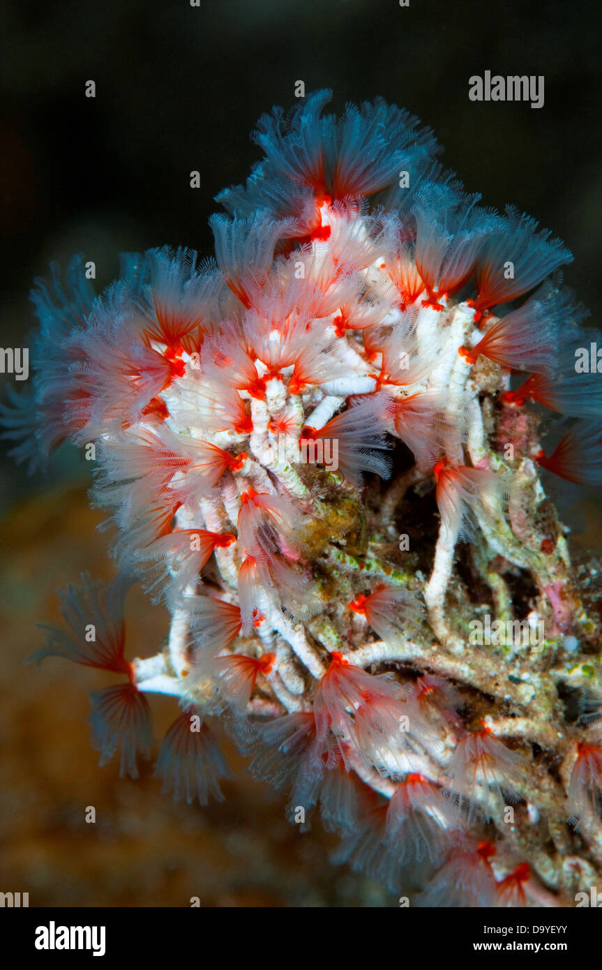 Plumeau, Filogranella elatensis ver, de filtrage et de l'eau couvrant un rocher, le Détroit de Lembeh, Sulawesi, Indonésie Banque D'Images