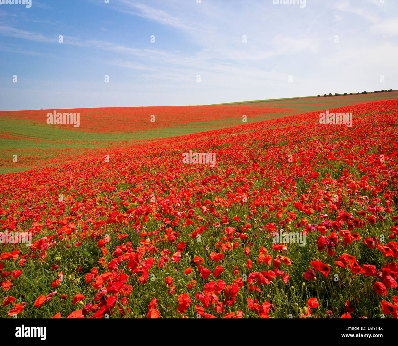 Le champ de coquelicots sur Bevendean, Falmer dans les South Downs, près de Brighton Banque D'Images