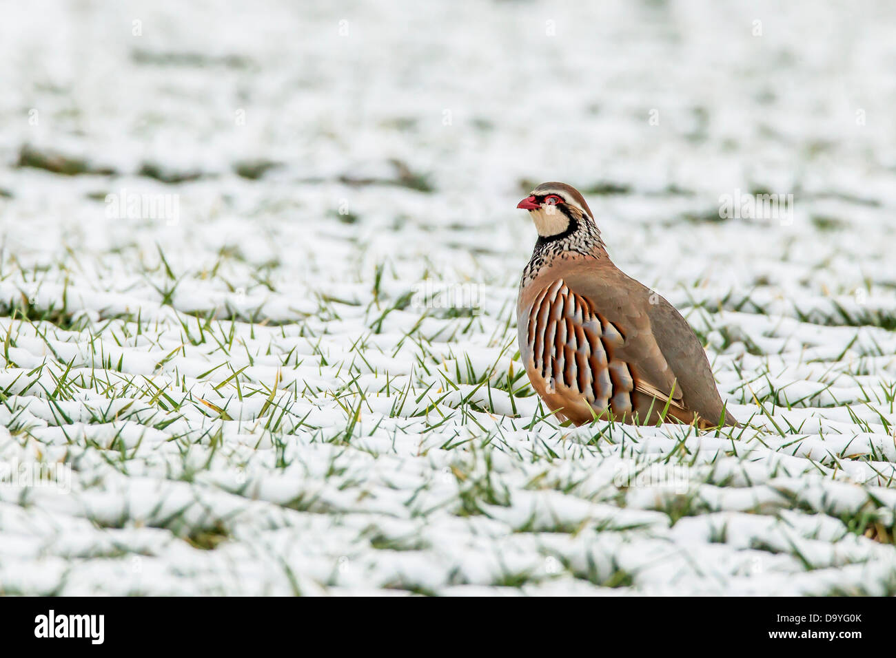 Royaume-uni, Angleterre, Norfolk, Rouge- jaune (Alectoris rufa) sitting in snow Banque D'Images