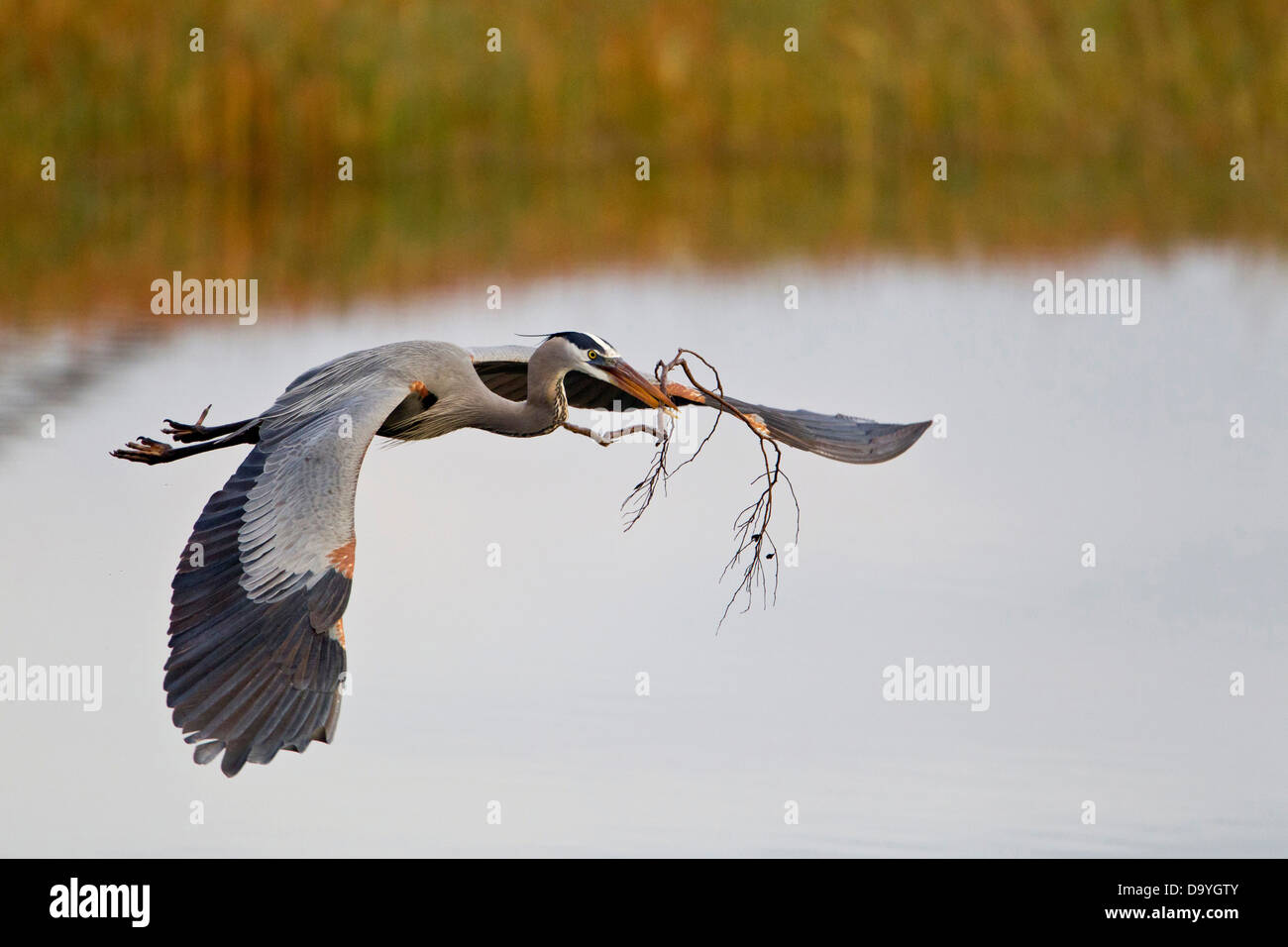 Grand héron (Ardea herodias) avec un bâton dans son bec en vol sur l'étang avec reed background Banque D'Images