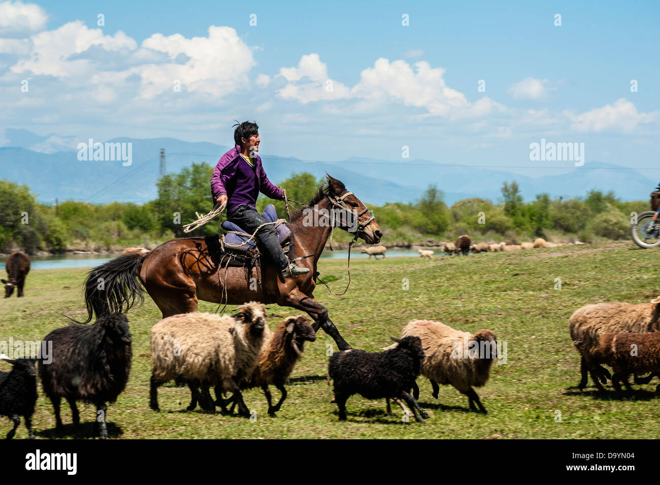 Le berger conduire un troupeau de moutons s'exécutant sur la prairie Banque D'Images