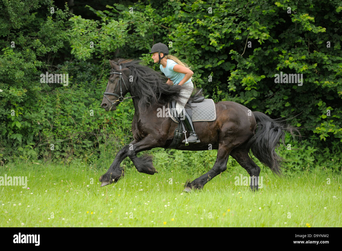 Girl riding sur le dos d'un cheval frison le galop Banque D'Images