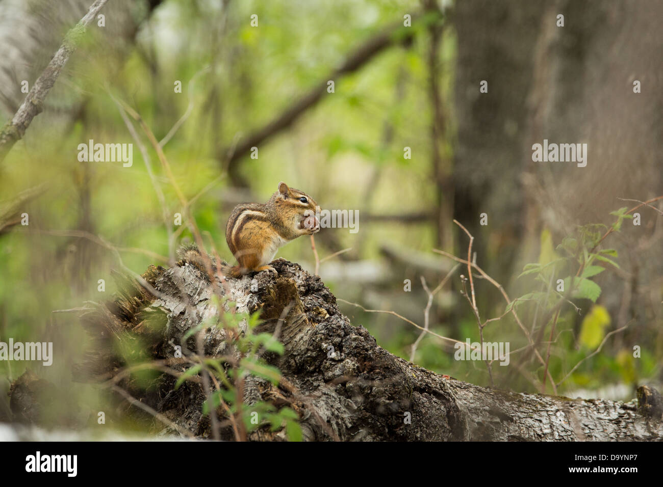 Le tamia rayé de manger un gland dans une forêt du nord Banque D'Images