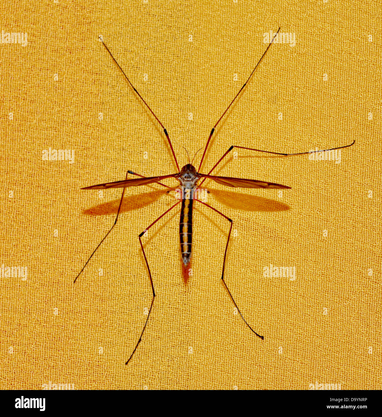 Moustique, insecte, jaune, large, des jambes, des ailes, de la maladie, de l