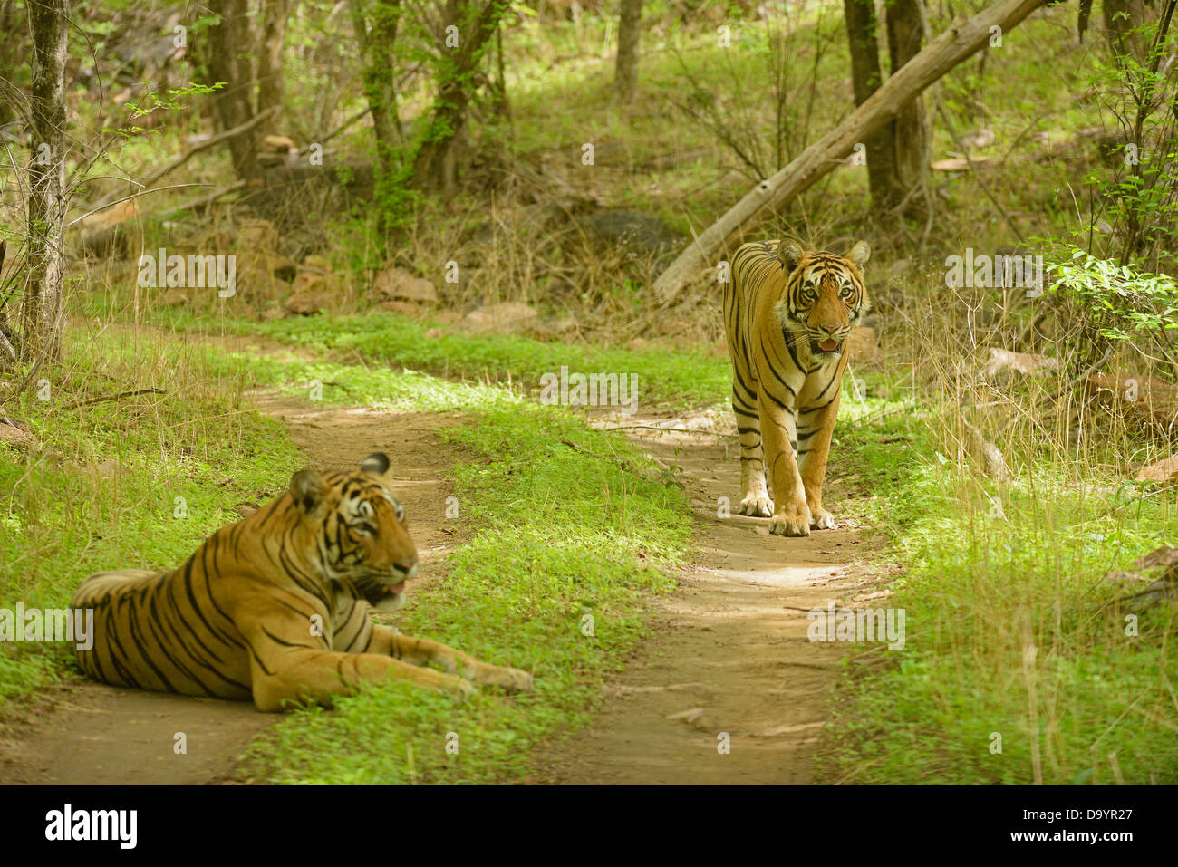 Deux tigres sauvages sur un chemin forestier dans les forêts de mousson au cours de Ranthambhore Banque D'Images