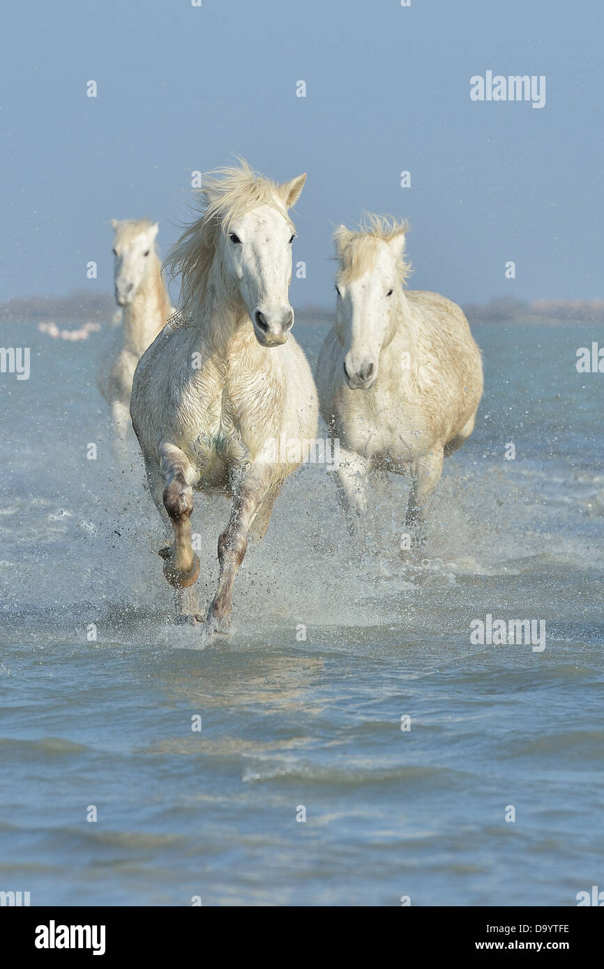 Cheval de Camargue (Equus caballus) troupeau de chevaux qui courent dans l'eau en hiver Camargue - France Banque D'Images