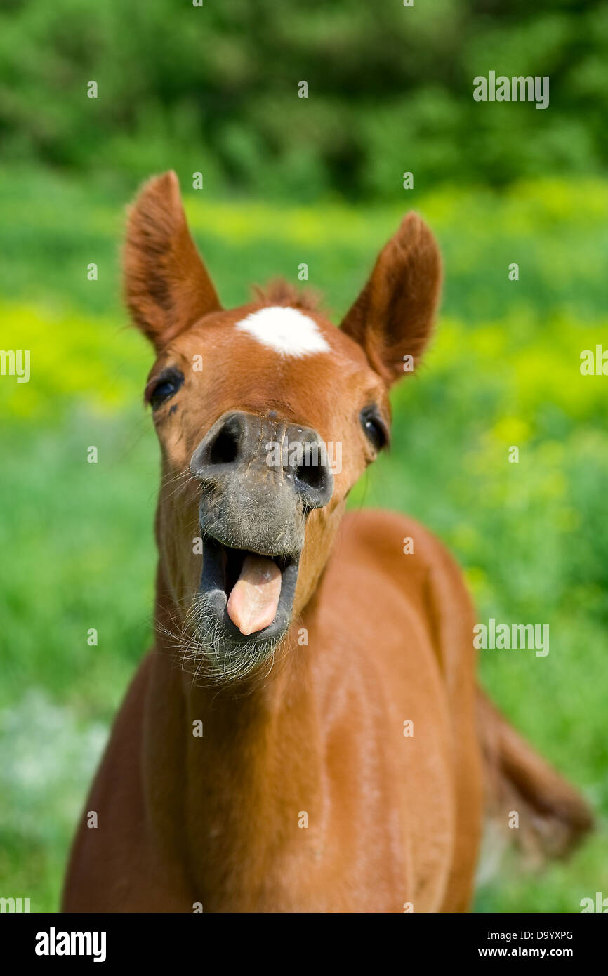Jeune cheval avec la bouche ouverte . Très drôle avec une expression sur son visage Banque D'Images