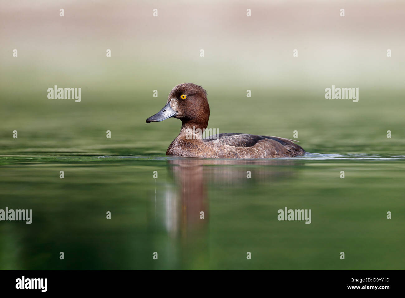 Fuligule morillon Aythya fuligula,, seule femelle sur l'eau, dans le Warwickshire, Juin 2013 Banque D'Images
