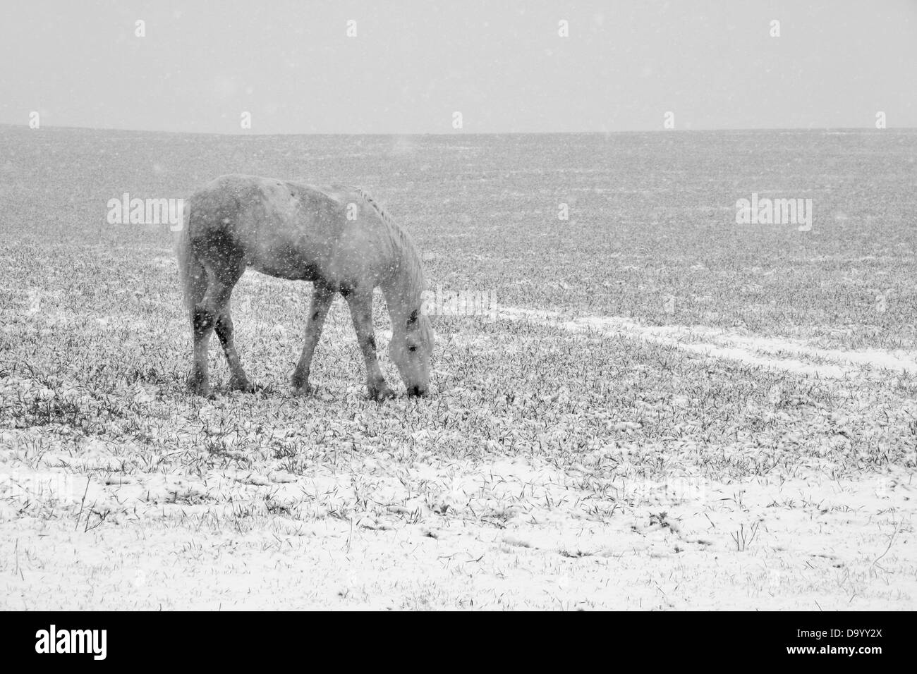 La transhumance cheval blanc dans un paysage rural avec de la neige Banque D'Images