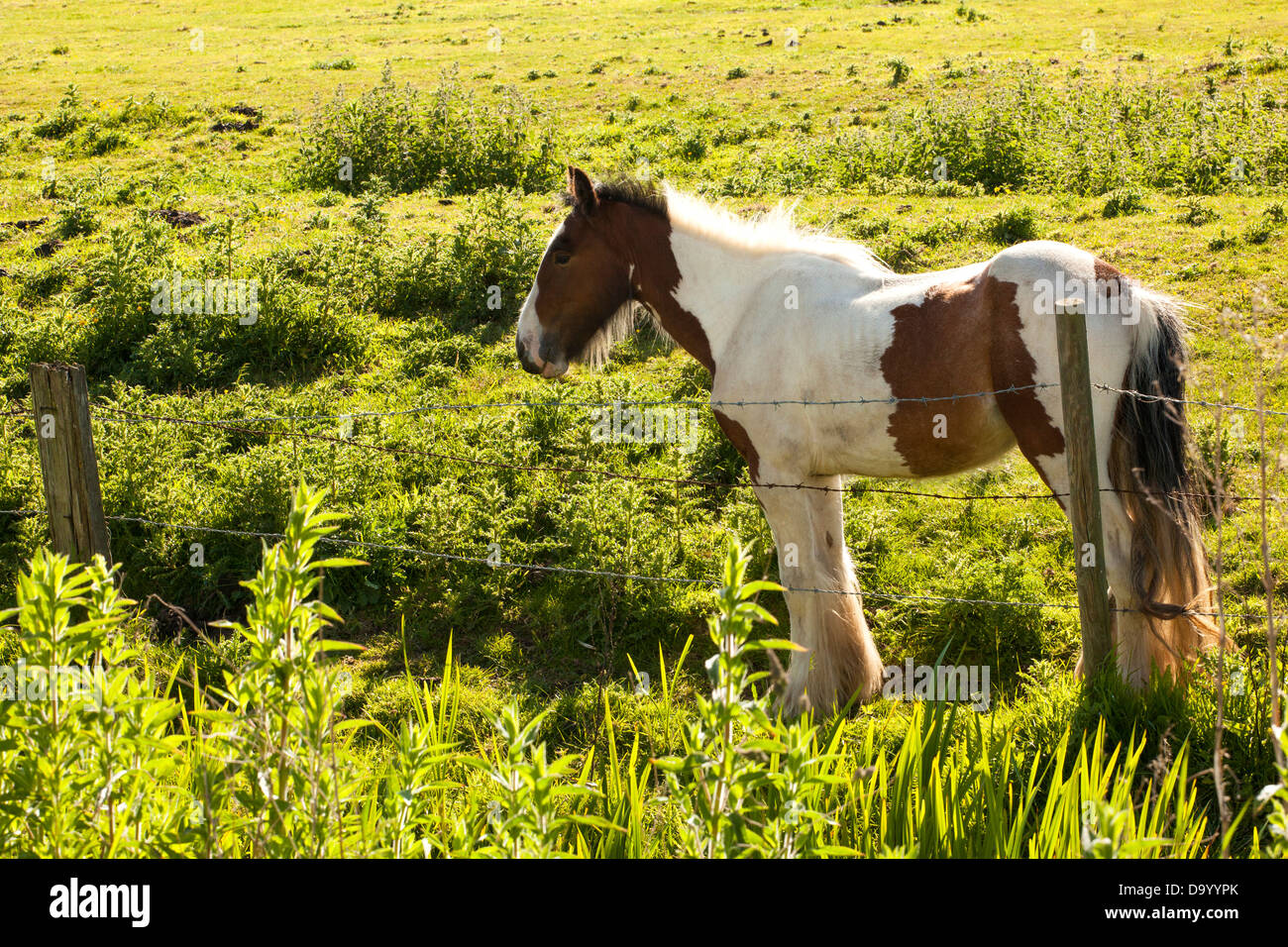 Shire Horse foal Banque D'Images