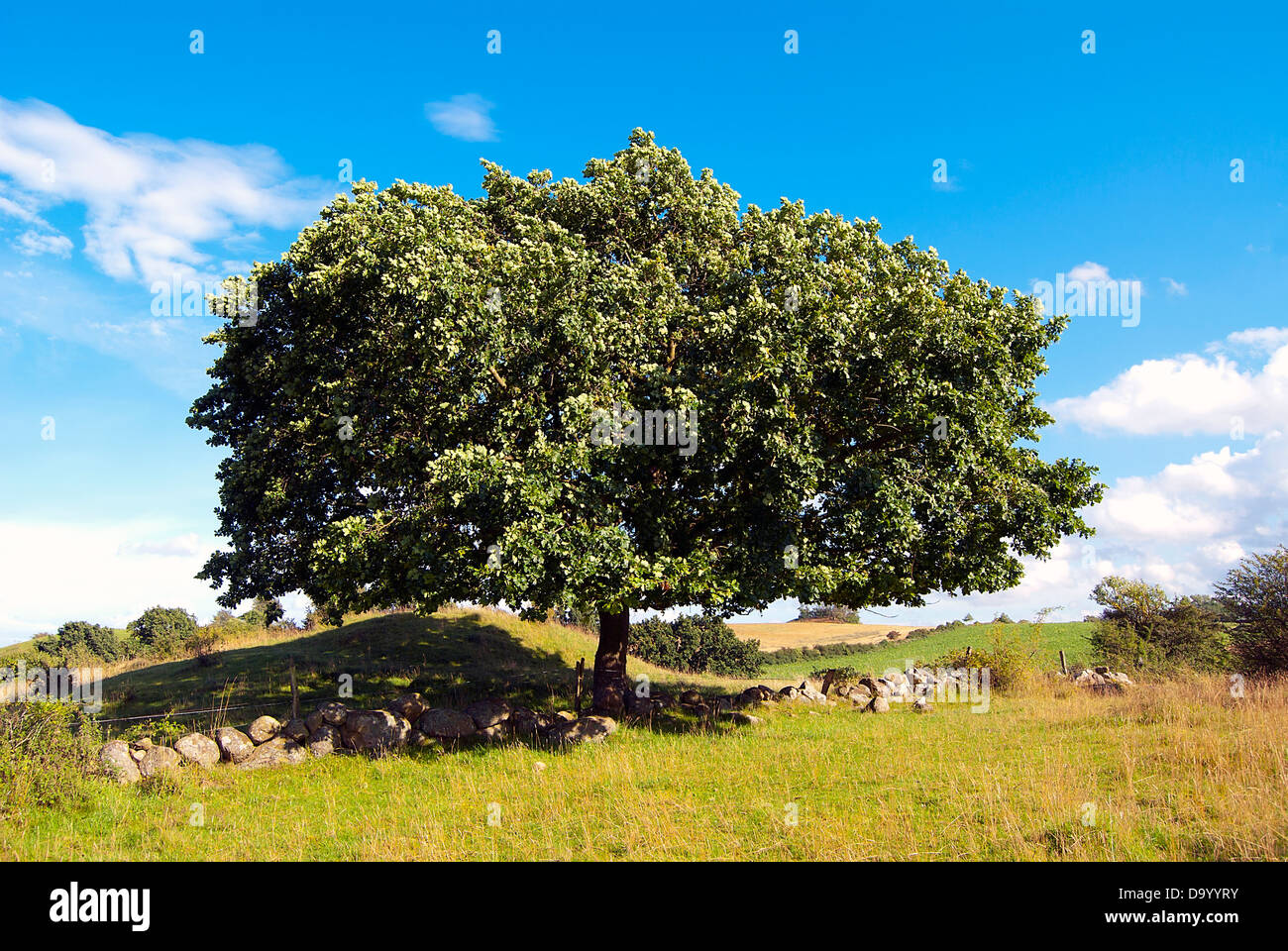 Paysage d'été, un grand arbre et ciel bleu Banque D'Images