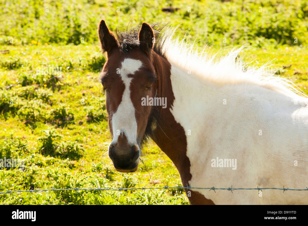 Shire Horse foal reposant Banque D'Images