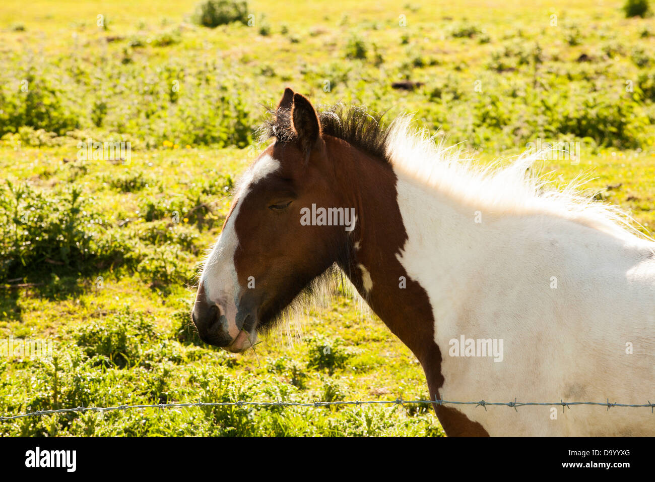 Shire Horse foal reposant Banque D'Images