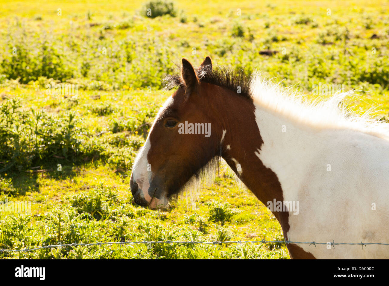 Shire Horse foal Banque D'Images