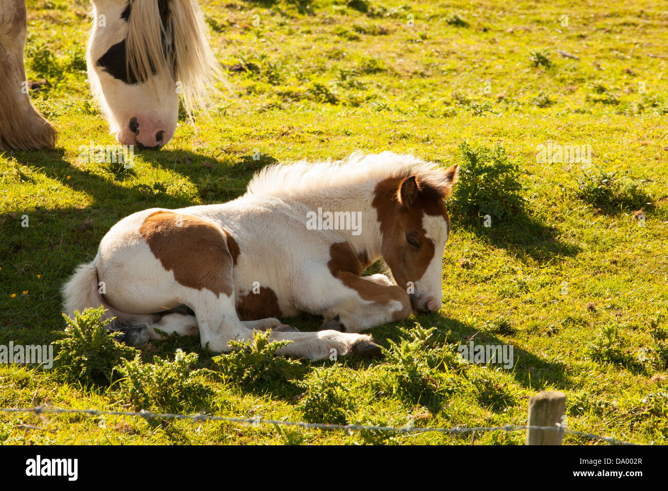 Shire Horse mare avec poulain Banque D'Images