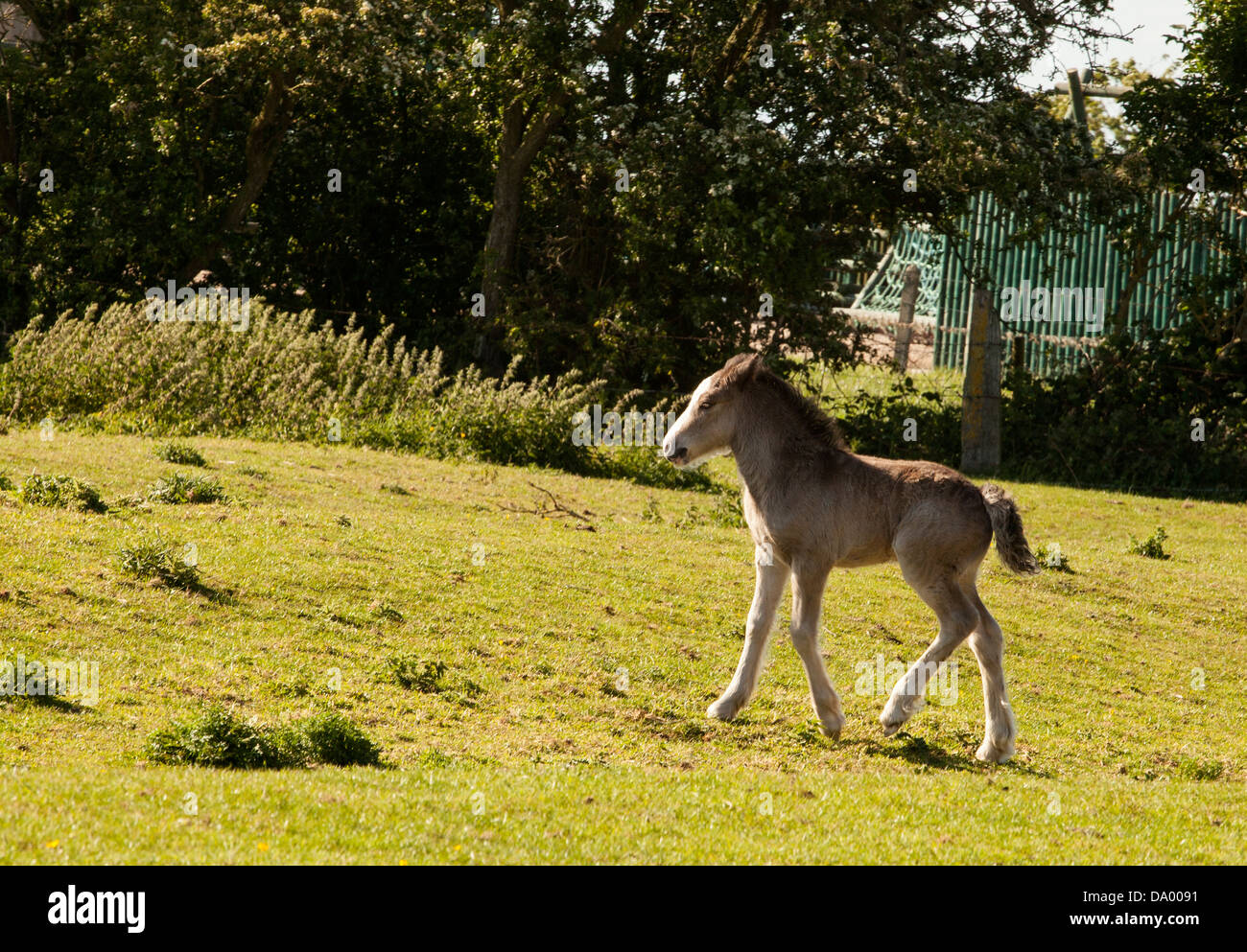 Shire Horse foal Banque D'Images