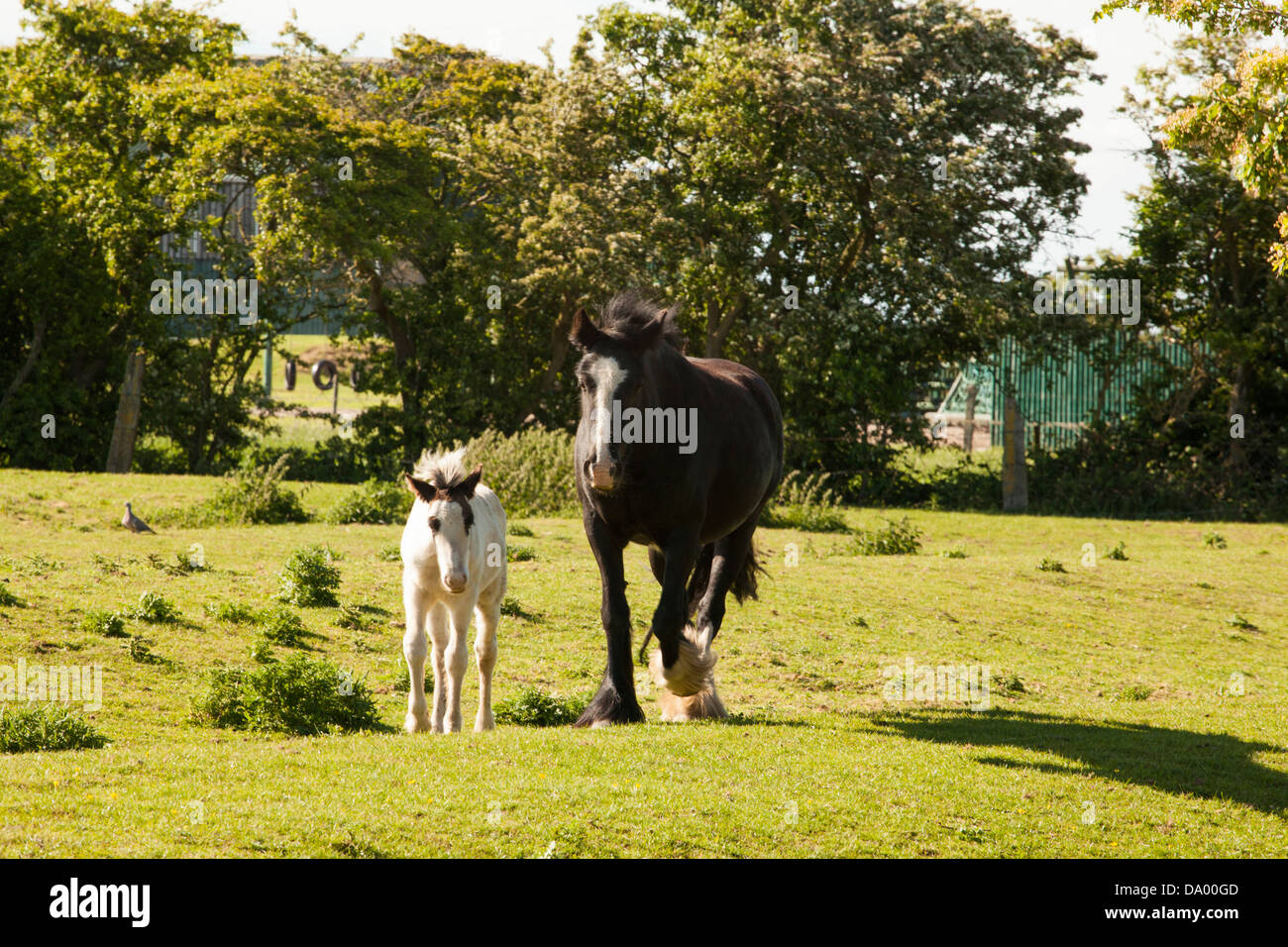 Shire Horse mare avec poulain Banque D'Images