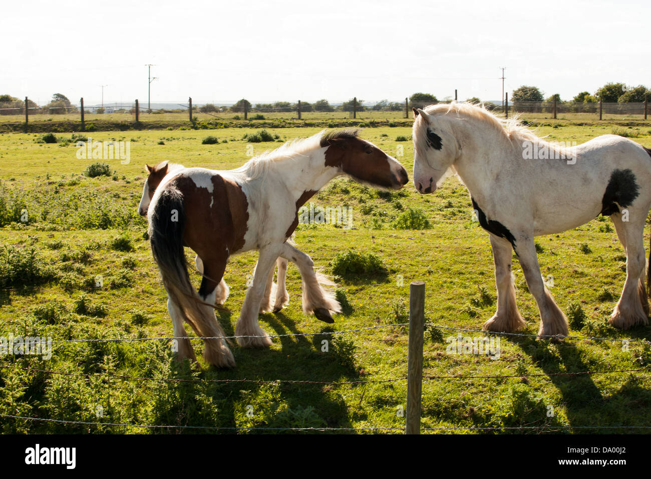 Chaque message d'autres chevaux Shire Banque D'Images