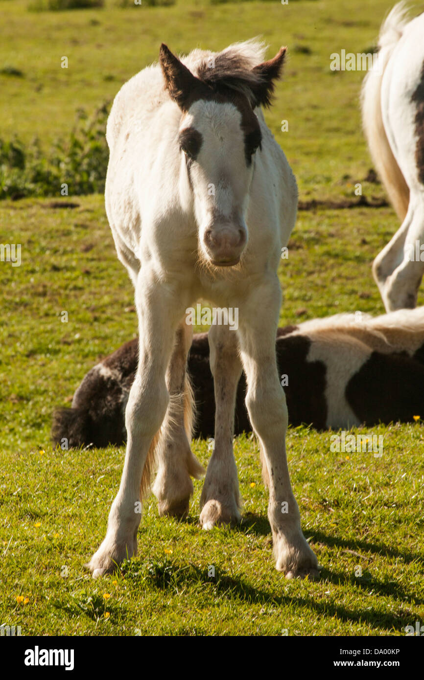 Shire Horse foal Banque D'Images