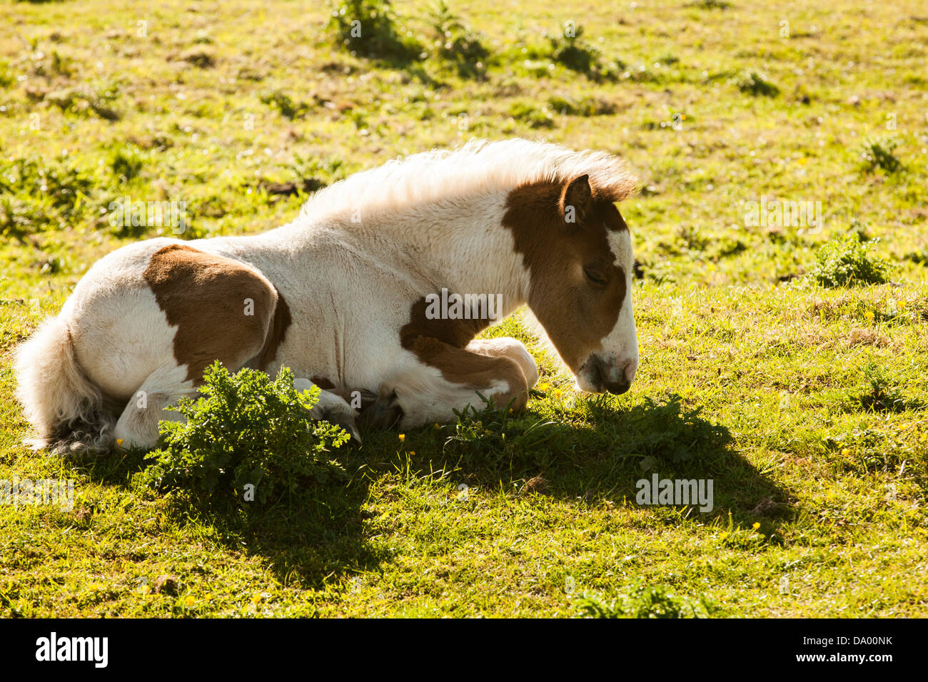 Shire Horse foal Banque D'Images