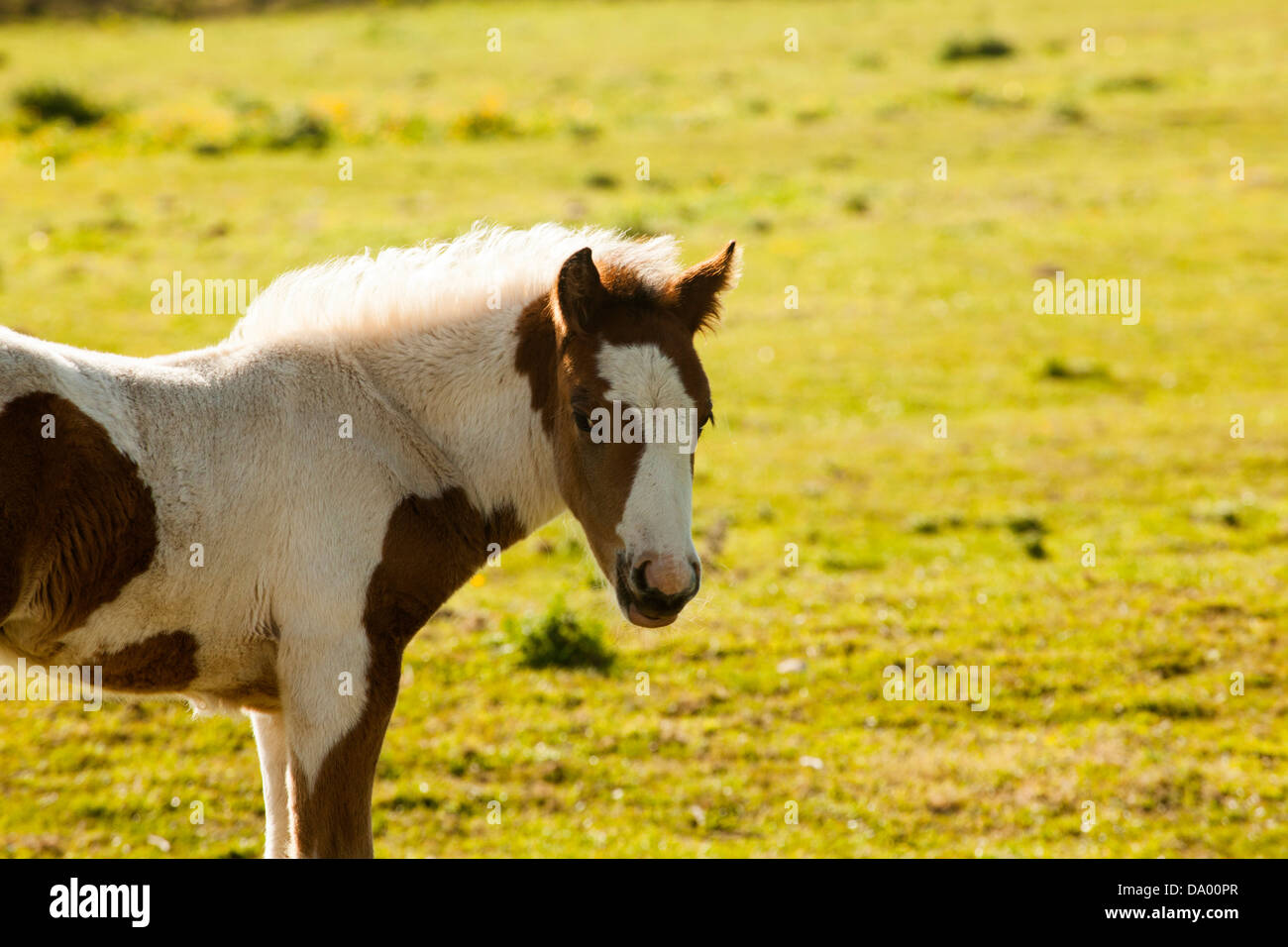 Shire Horse foal Banque D'Images