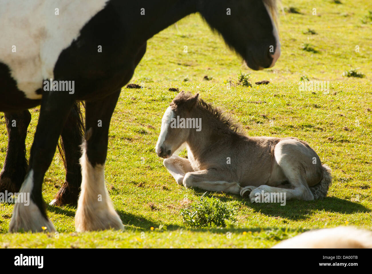 Shire Horse mare avec poulain Banque D'Images