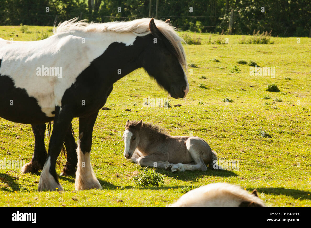 Shire Horse Juments Poulains Banque D'Images