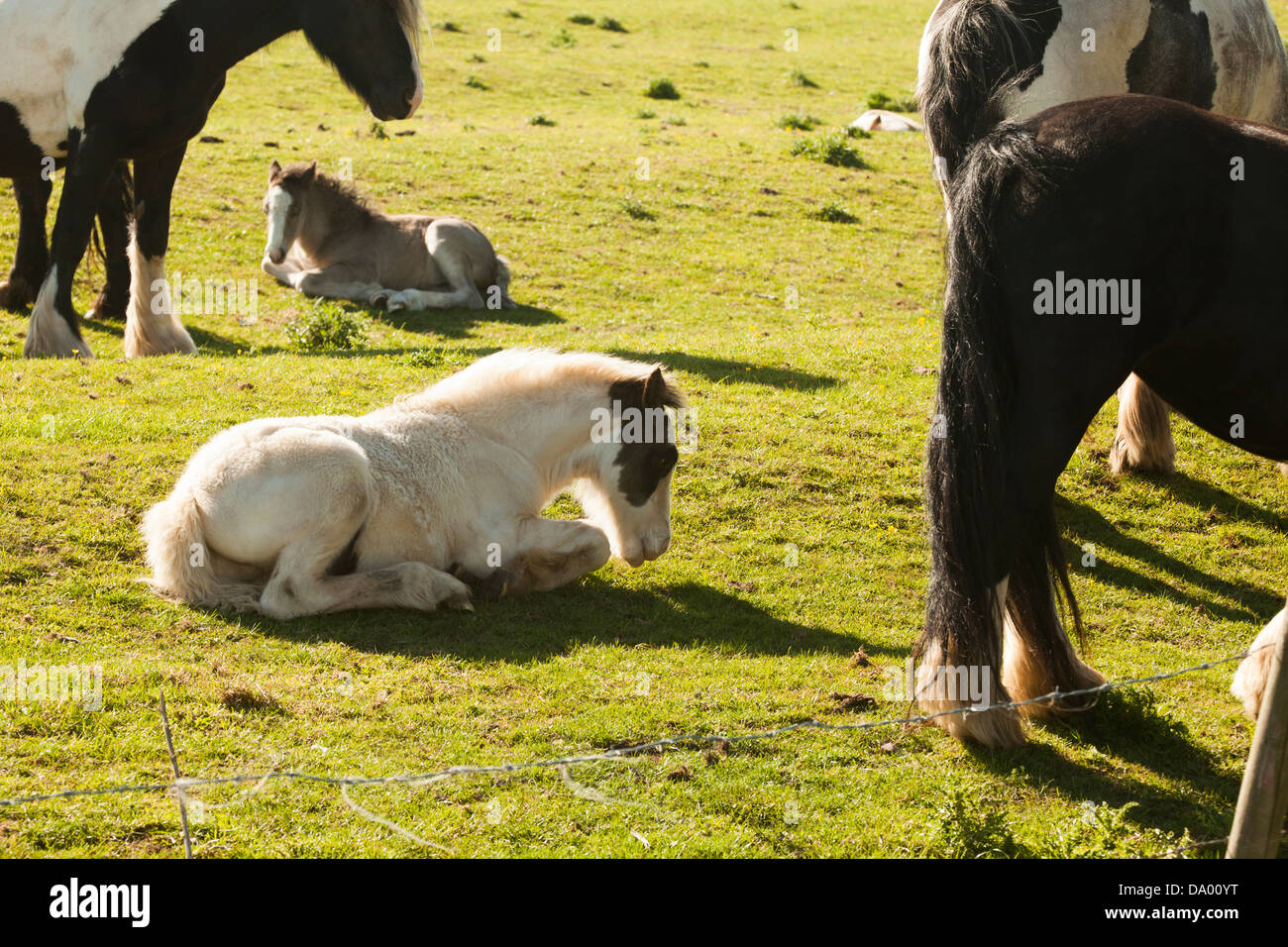 Shire Horse Juments Poulains Banque D'Images