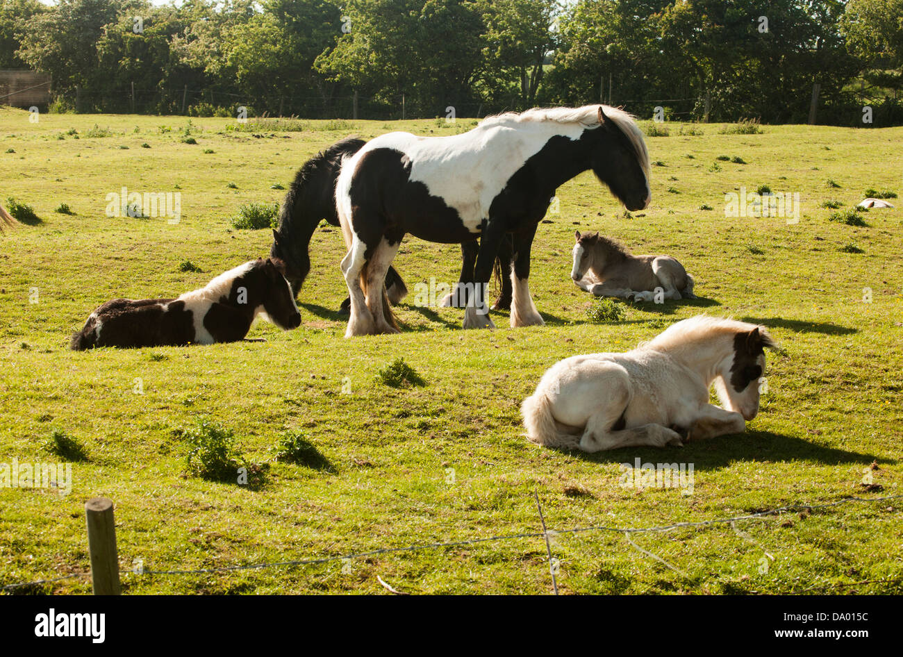 Shire Horse Juments Poulains Banque D'Images