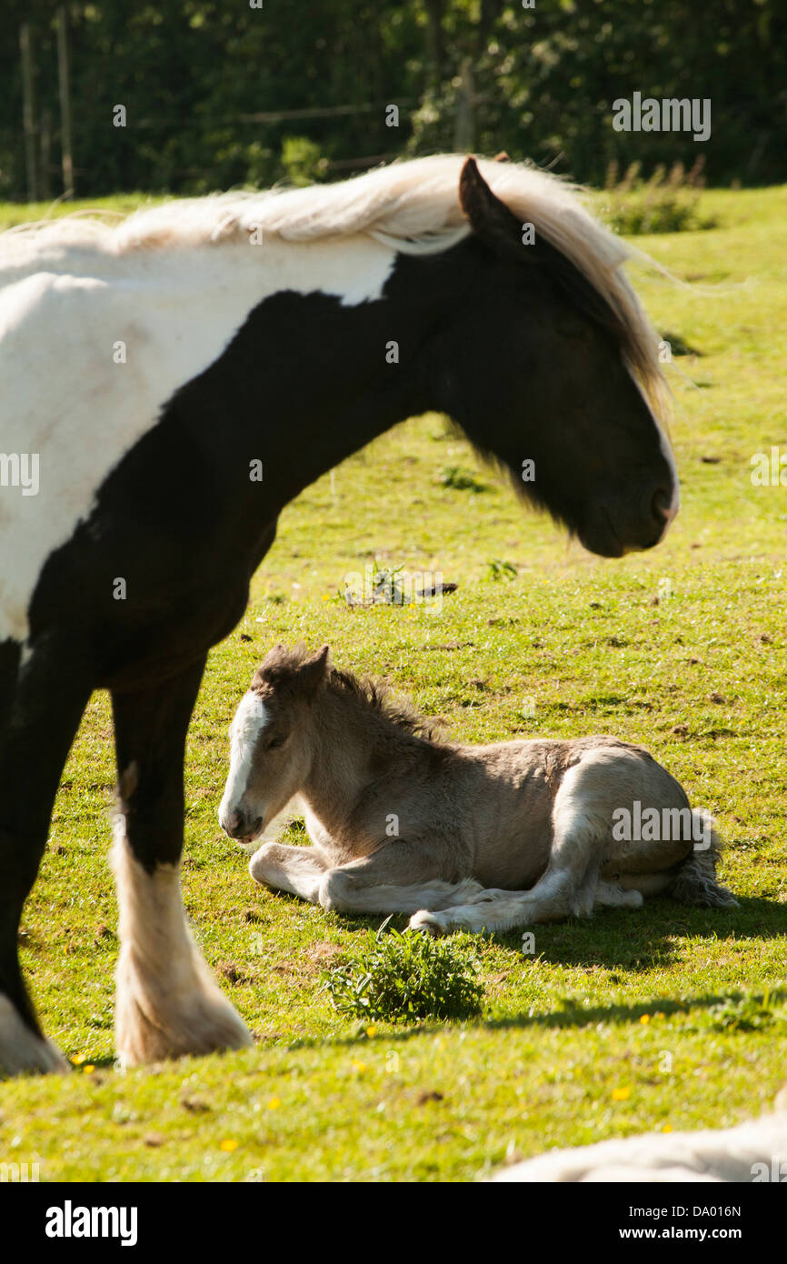 Shire Horse mare avec poulain Banque D'Images