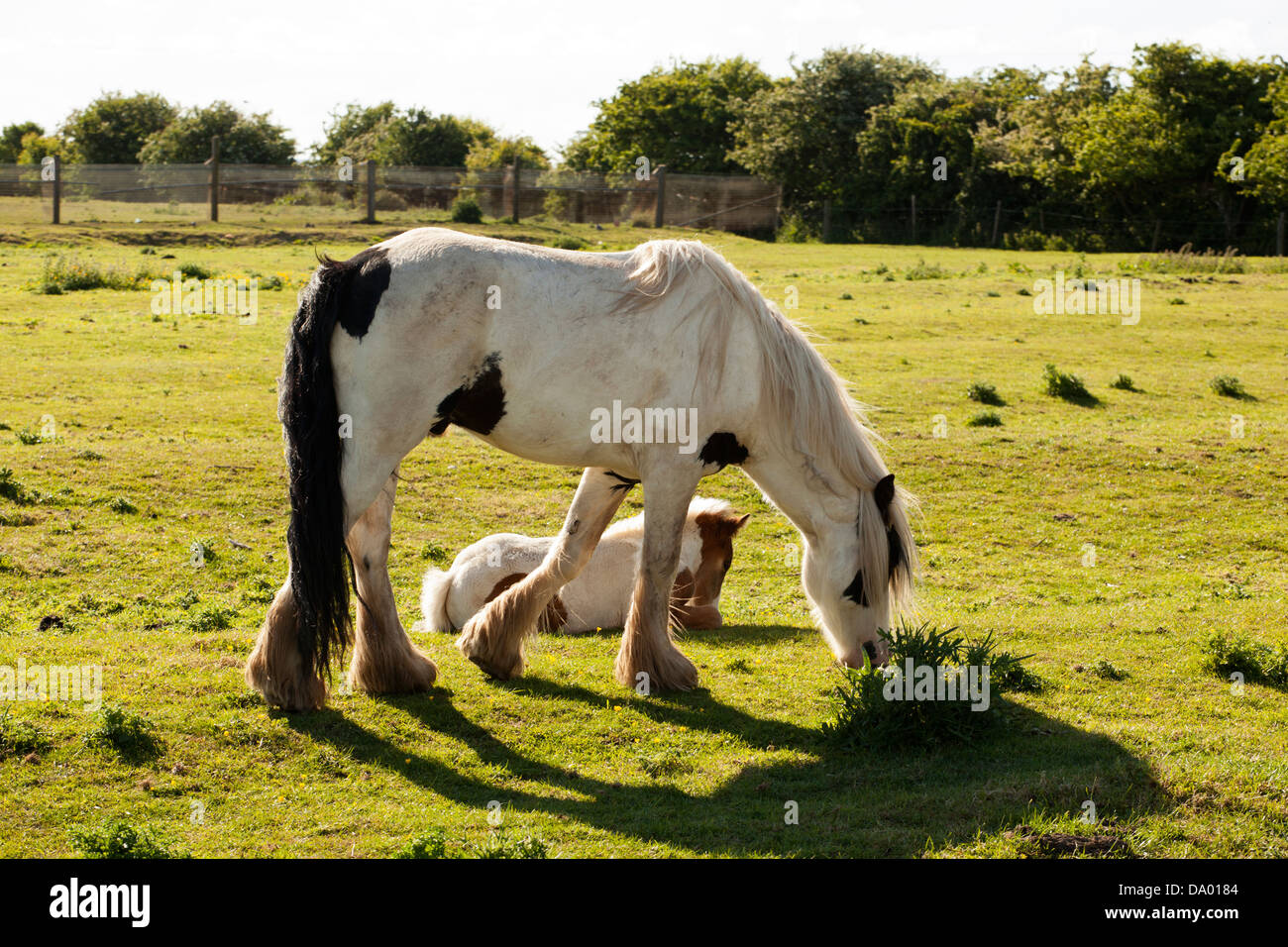 Shire Horse mare avec poulain Banque D'Images