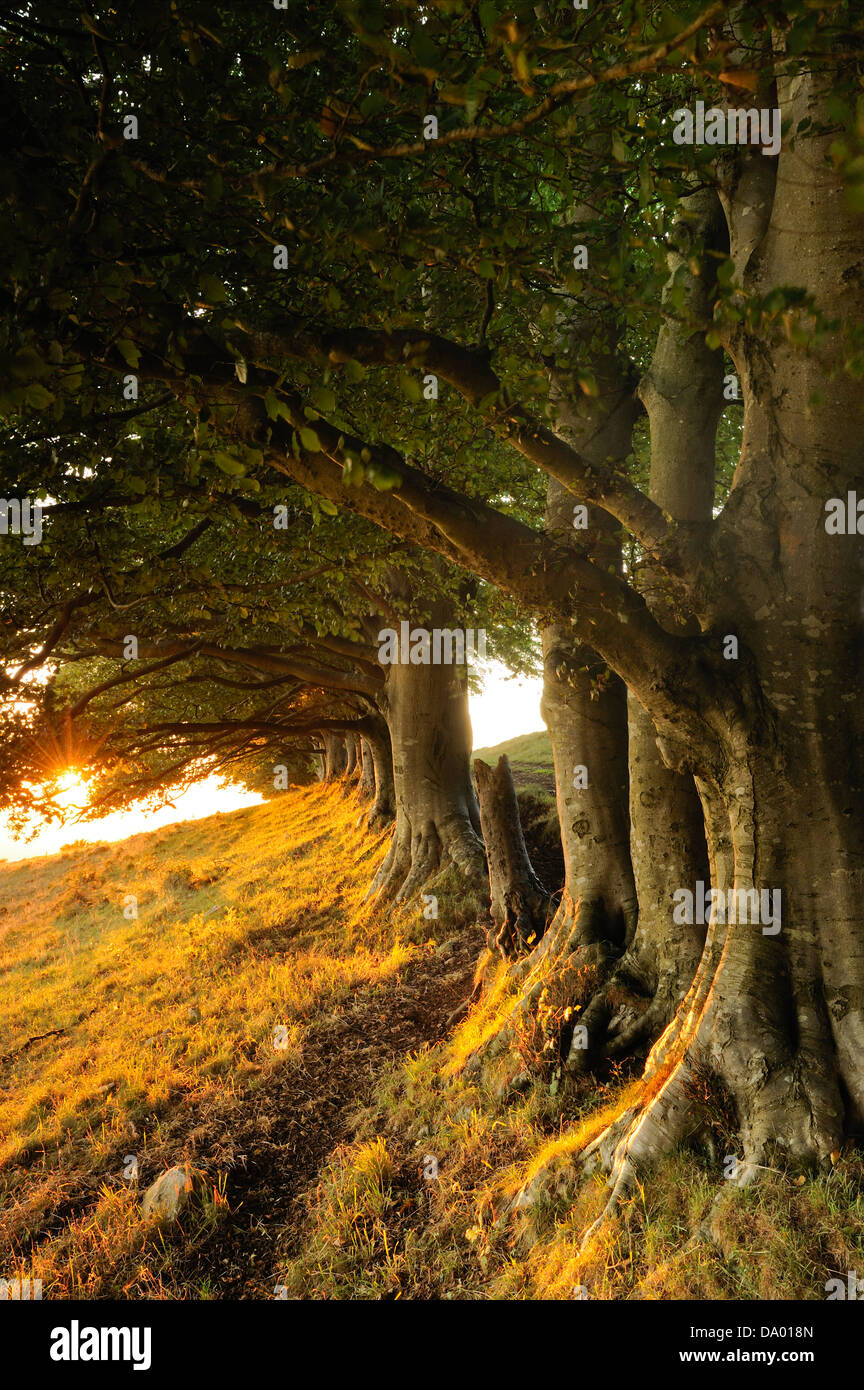 Une rangée de hêtres à Tours Draycott sur les collines de Mendip, Somerset, Royaume-Uni. Banque D'Images