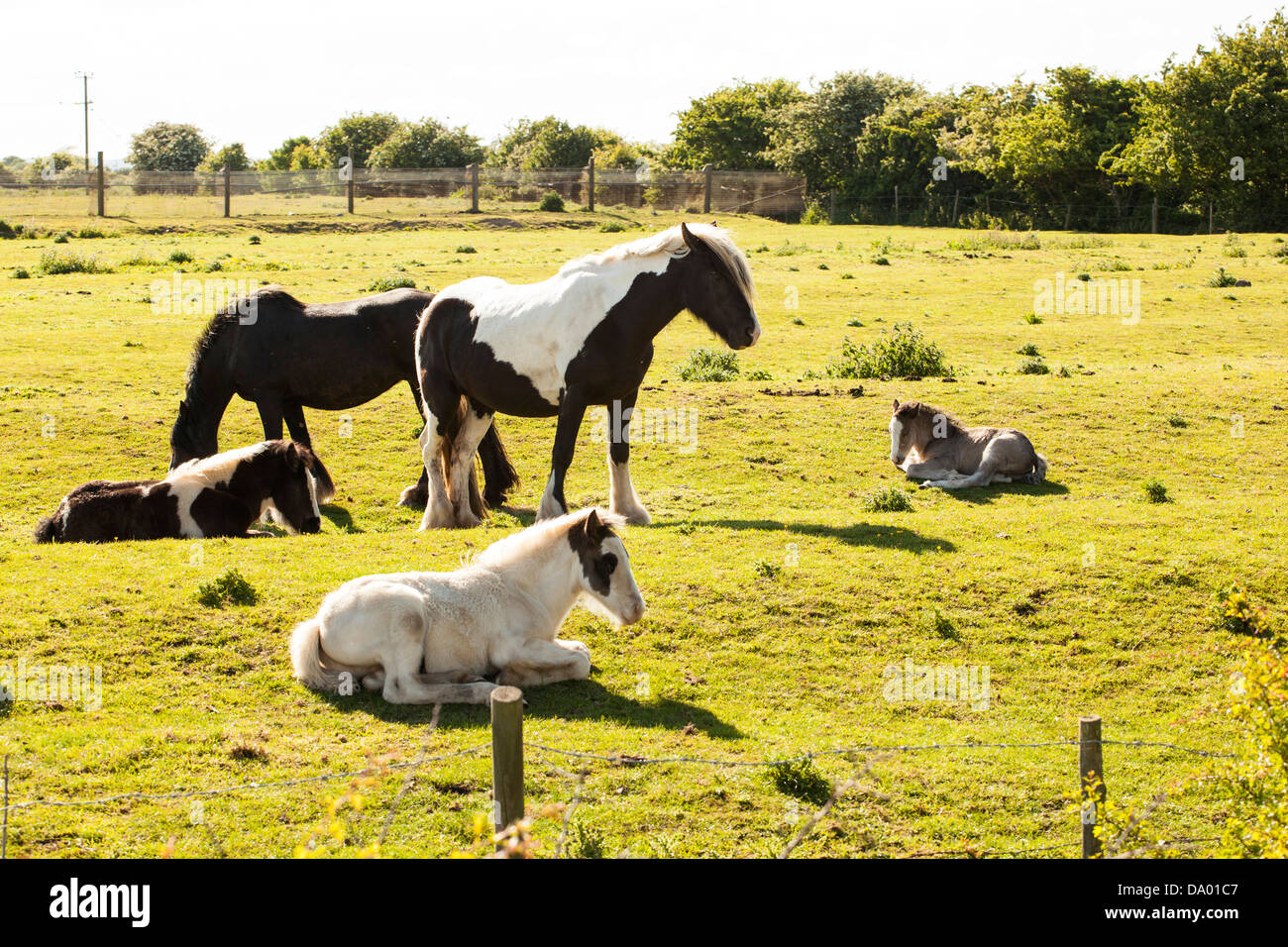 Shire Horse Juments Poulains Banque D'Images