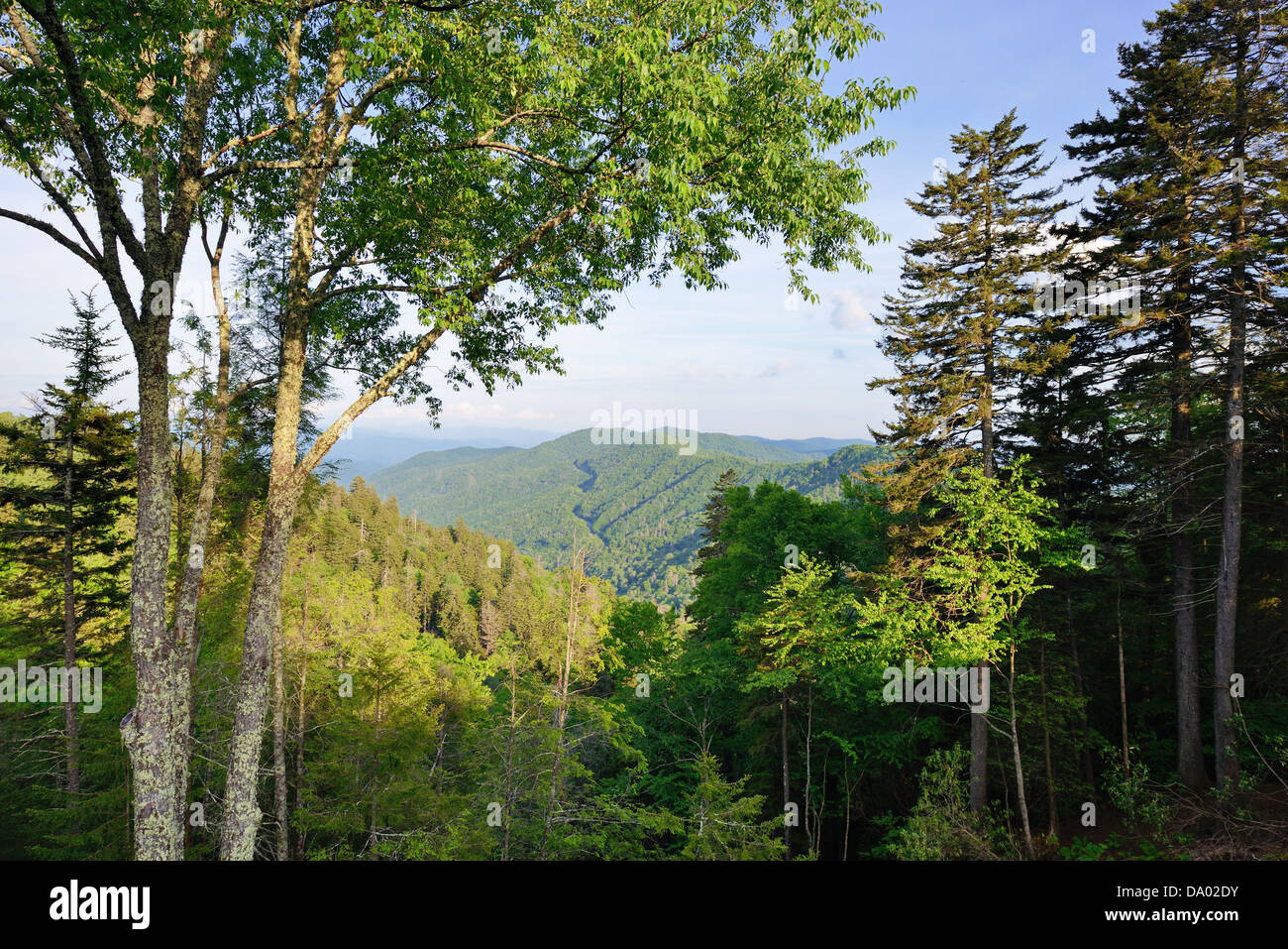 Newfound Gap dans les Great Smoky Mountains. Banque D'Images