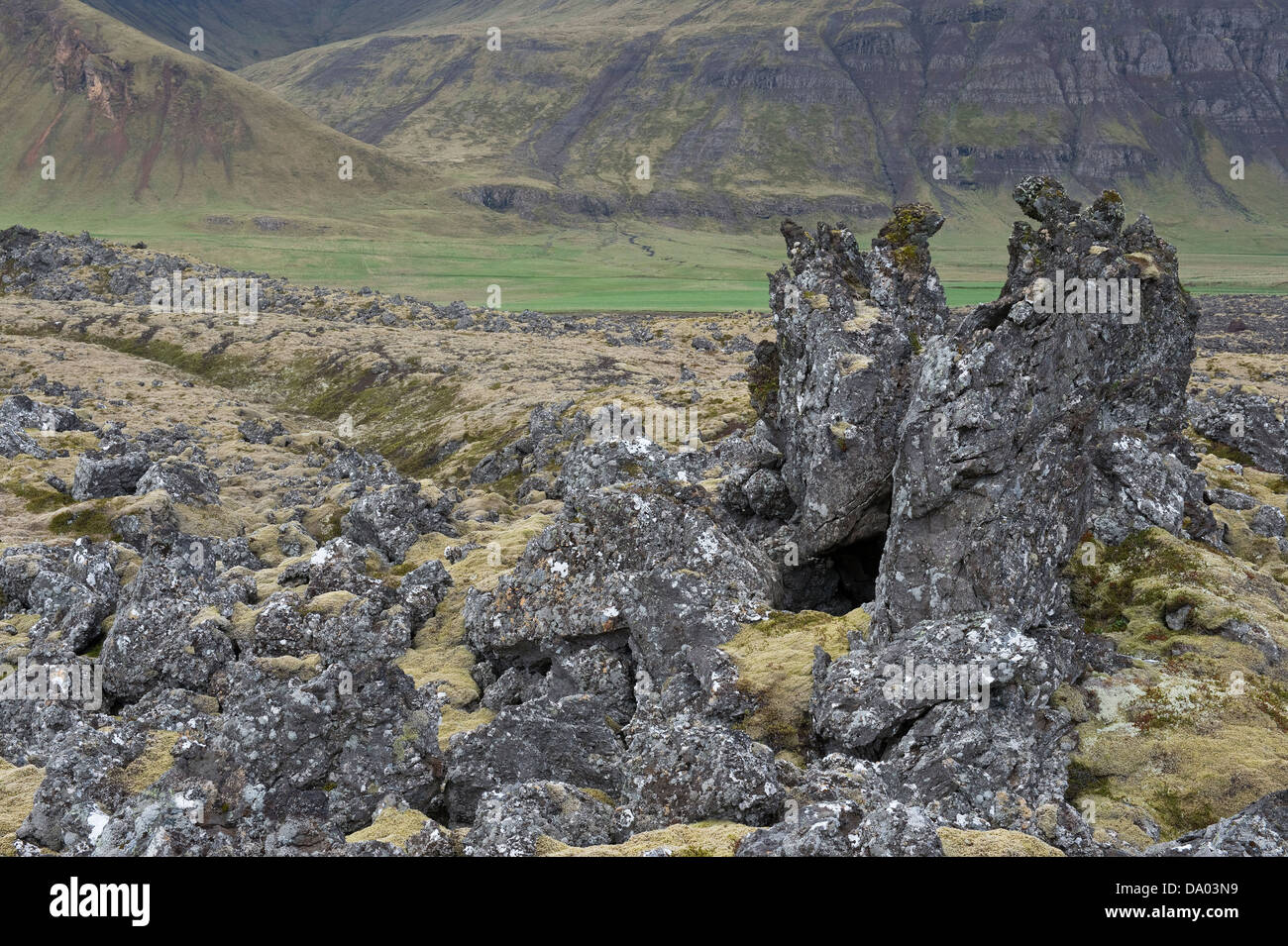 Pinacles lave couverts avec longue frange-moss (Racomitrium elongatum) Islande Europe Banque D'Images