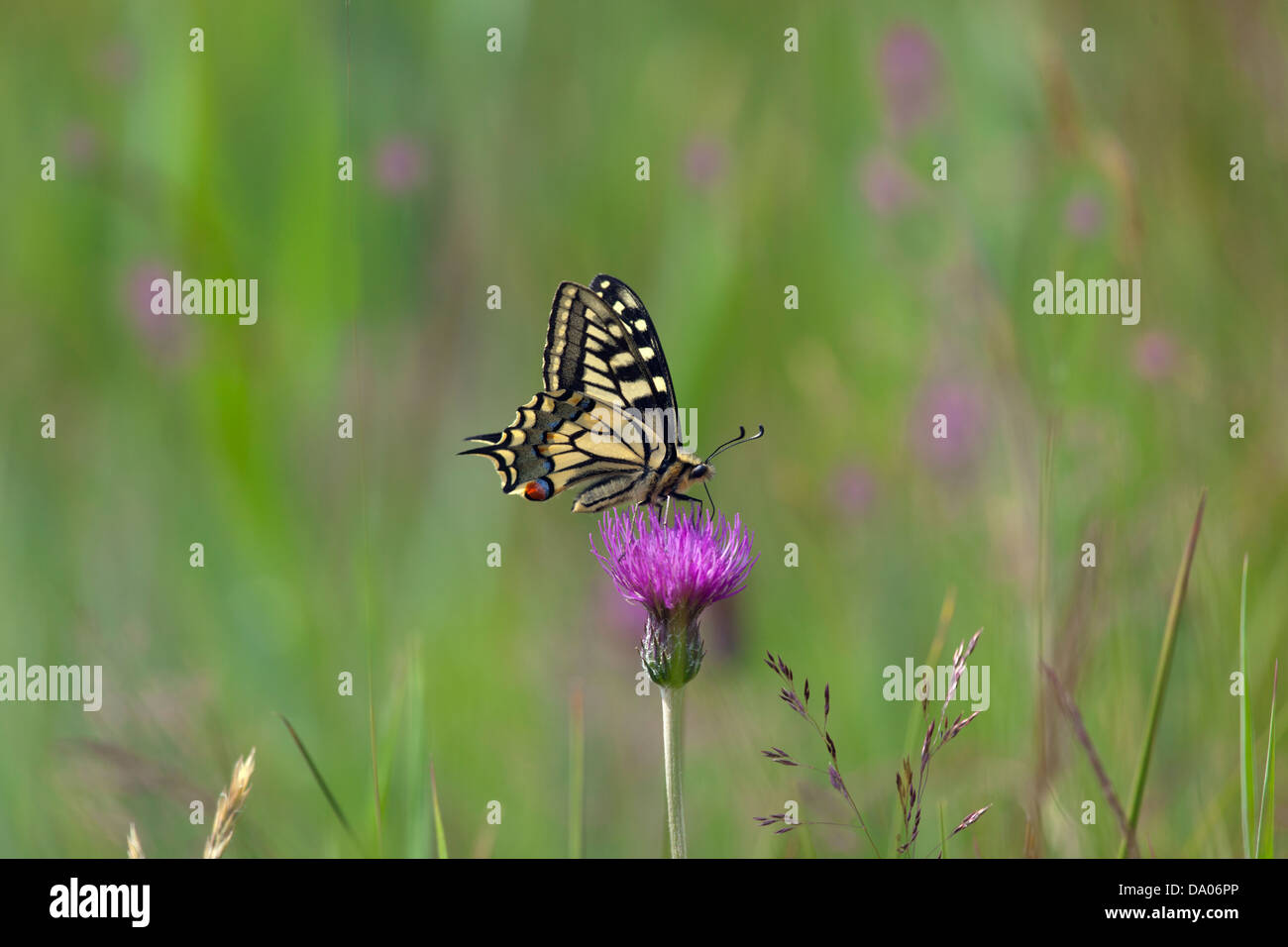 Swallowtail Butterfly Papilio machaon sur Norfolk Broads Comment Hill Banque D'Images