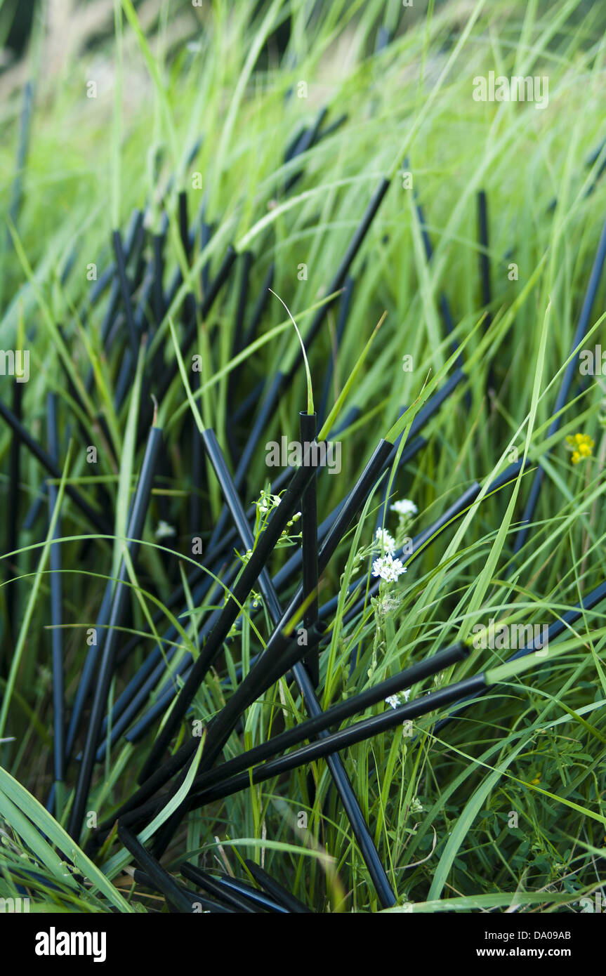 Brins d'herbe à travers les tubes en plastique noir Banque D'Images