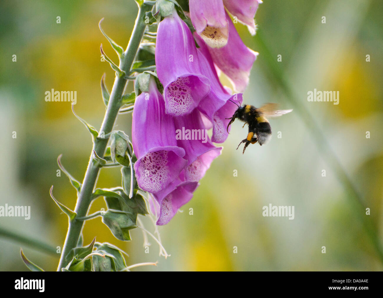 Tournons autour d'une abeille le pollen à la Digitale Banque D'Images