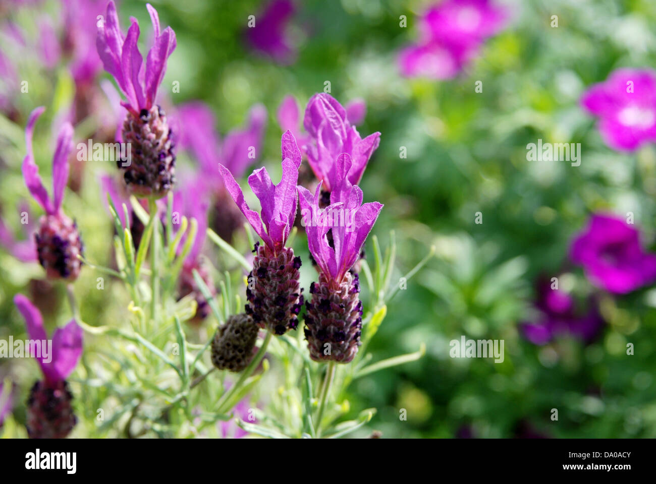 Fleurs de lavande papillon violet du soleil en été. Banque D'Images